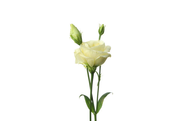 istock White rose flower isolated on white background 1495405141
