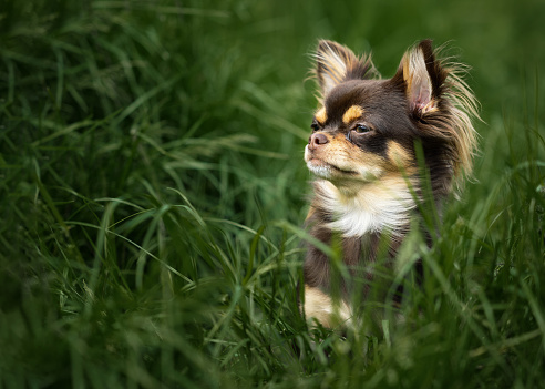 long haired chocolate and tanned chihuahua in long green grass