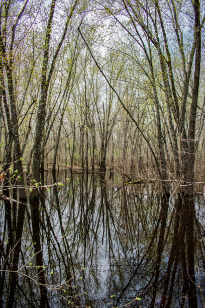 istock The  Swamp, Midwest,USA. 1495407209