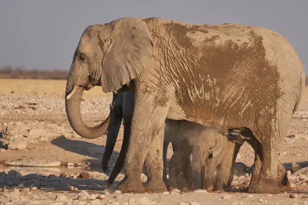 Photo of Waterhole in Etosha National Park