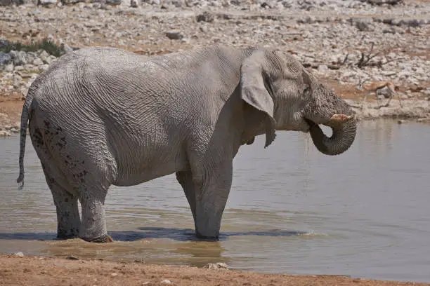 Photo of Waterhole in Etosha National Park