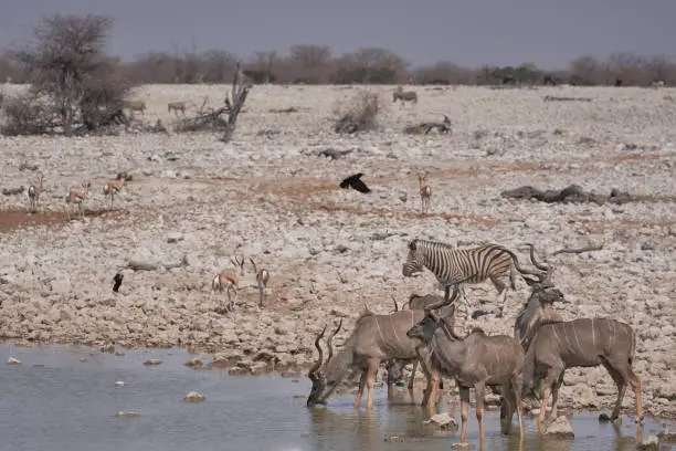 Photo of Waterhole in Etosha National Park