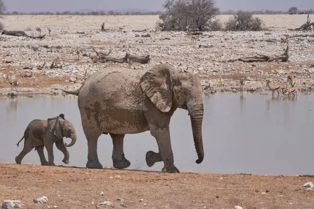 Photo of Waterhole in Etosha National Park