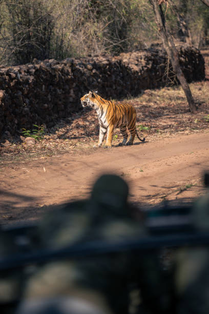 istock Bengal tiger stands on track near jeep 1495409018