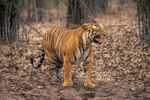 Bengal tiger stands showing a Flehmen response