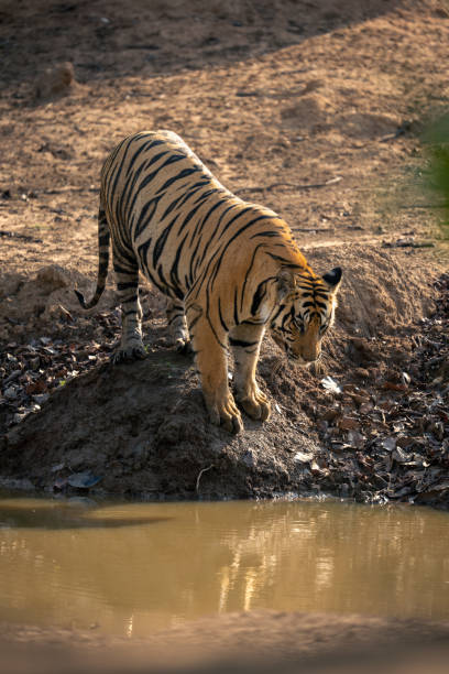 istock Bengal tiger stands staring down at waterhole 1495409055