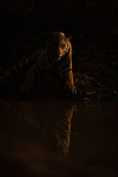 istock Bengal tiger stands watching reflection in waterhole 1495409065