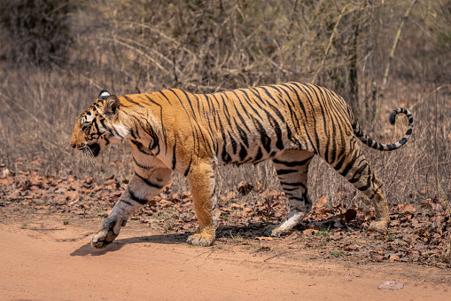 A male Bengal Tiger at the Ranthambhore National Park in Rajasthan, India.