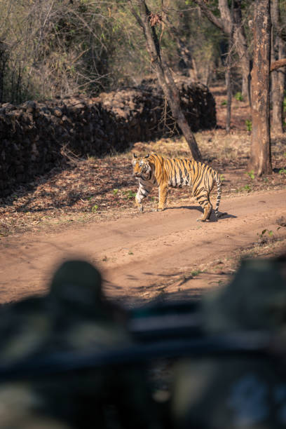 istock Bengal tiger walks along track near jeep 1495409104