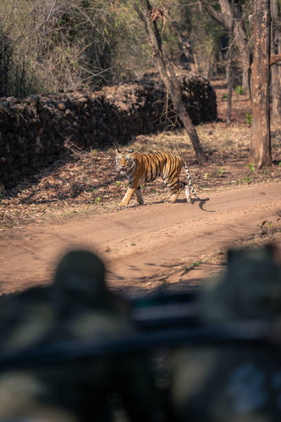 istock Bengal tiger walks down track near jeep 1495409113