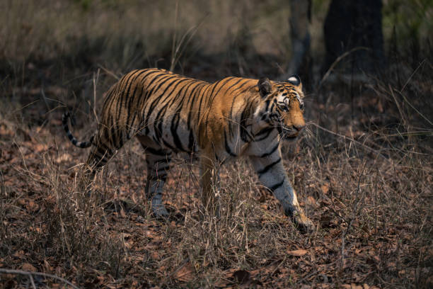 Bengal tiger walks through grass in forest