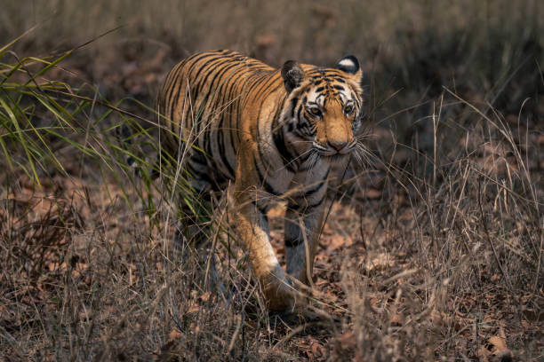 istock Bengal tiger walks through grass towards camera 1495409191