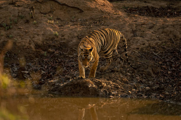 istock Bengal tiger walks to waterhole in shadows 1495409224