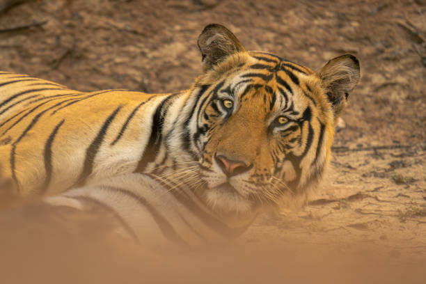 istock Close-up of Bengal tiger lying lifting head 1495409808