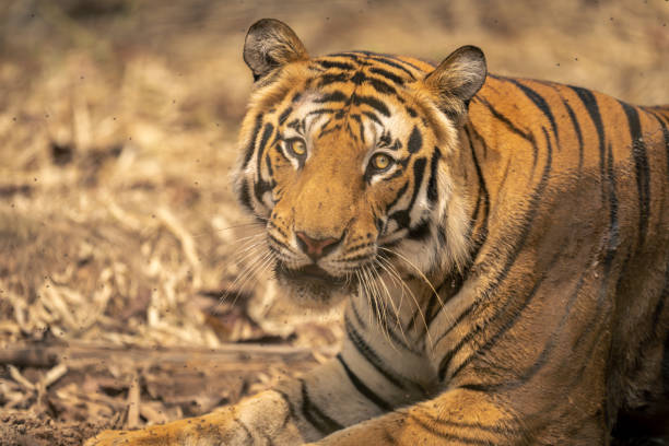 istock Close-up of Bengal tiger lying facing camera 1495409824