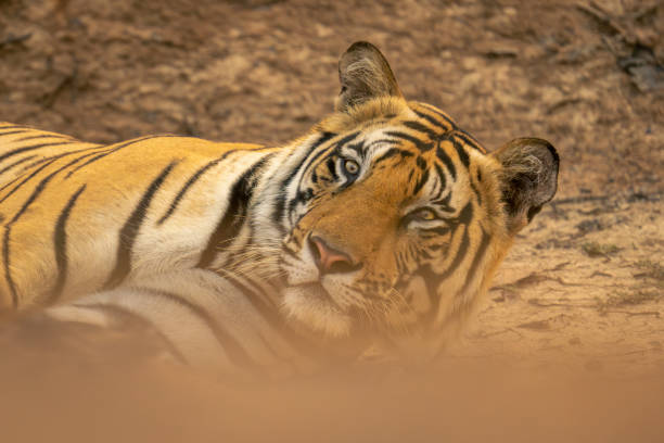 istock Close-up of Bengal tiger lying raising head 1495409865