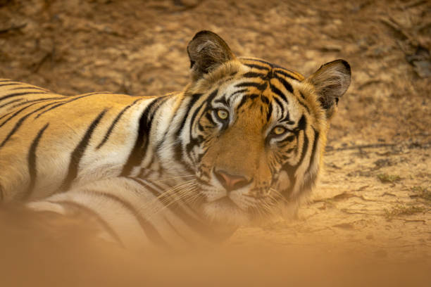 istock Close-up of Bengal tiger lying on sand 1495409900