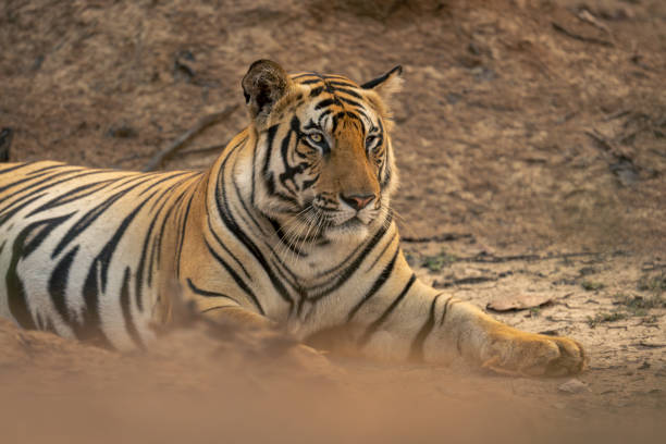 istock Close-up of Bengal tiger lying staring ahead 1495409919