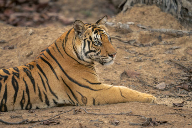 istock Close-up of Bengal tiger lying turning head 1495409920