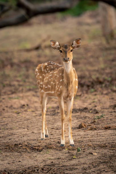 istock Close-up of chital standing staring towards camera 1495410219