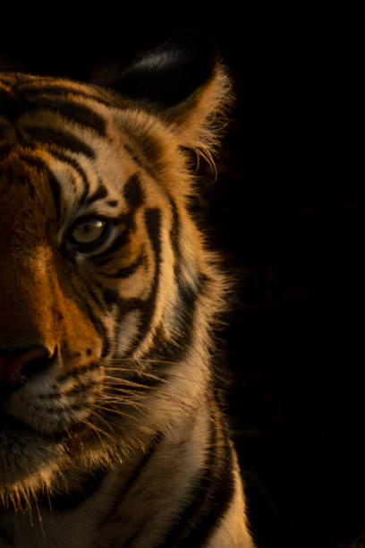 istock Close-up of half a Bengal tiger face 1495410232