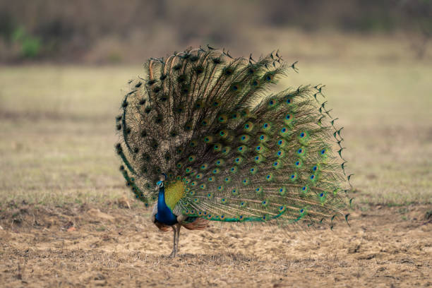 istock Indian peacock displaying feathers in grassy clearing 1495410395