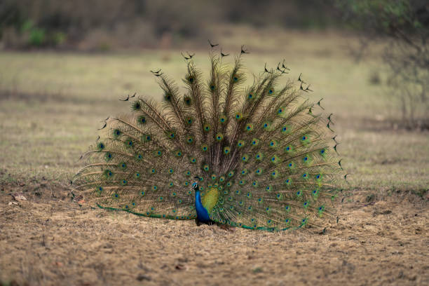 istock Indian peacock displays feathers in grassy clearing 1495410484