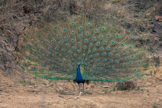 istock Indian peacock stands displaying feathers near rocks 1495410524