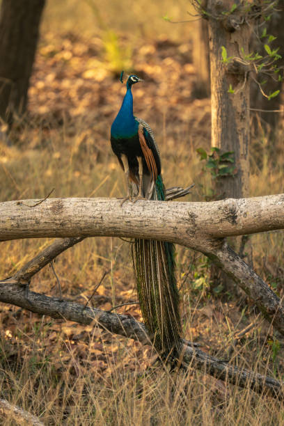 istock Indian peacock stands on branch turning head 1495410603