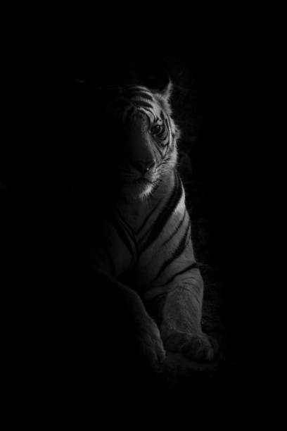 istock Mono tiger lies lit by setting sun 1495411039