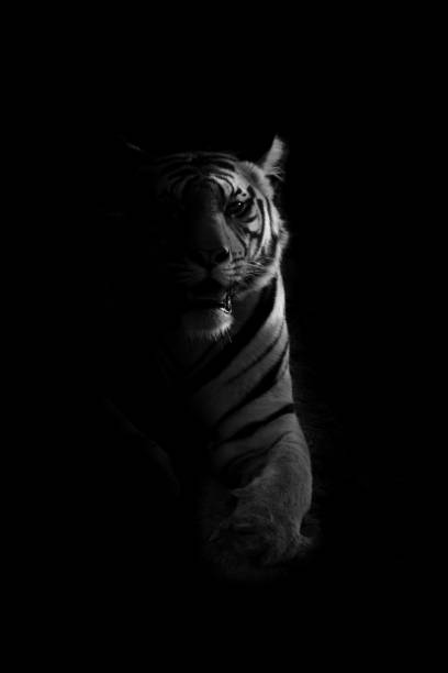 모노 호랑이는 카메라를 보고 어둠 속에 누워 있다 스톡 사진