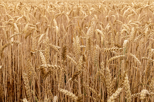 A close up view of rolling gold fields of wheat in farmland in Toulouse in the south of France