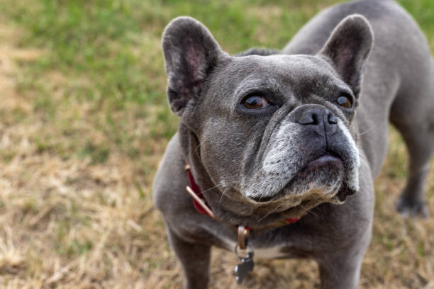 istock A Cute French Bulldog 1495416418