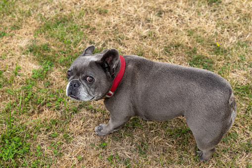A high angle view of a beautiful French bulldog that is loving life and being in the great outdoors with its owners in Toulouse in the south of France.