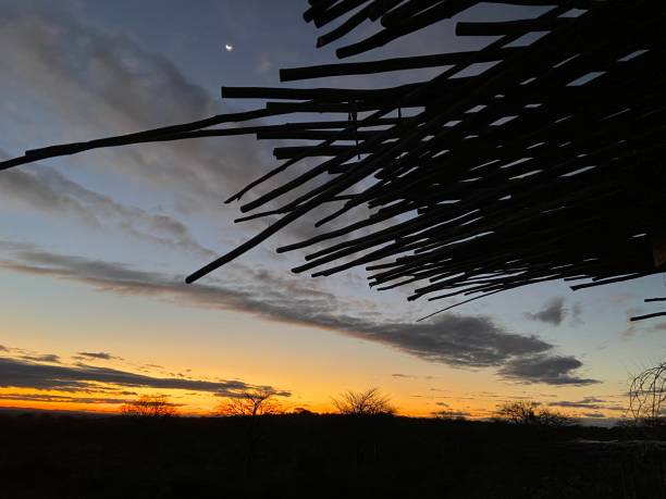 A small crescent moon during the sunset over a natural roof in the African savanna View of the small crescent moon right after the sunset over a natural roof made from reeds in the African savanna while on safari in Ruaha National Park, Tanzania africa sunset ruaha national park tanzania stock pictures, royalty-free photos & images