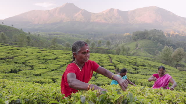Tamil pickers collecting tea leaves on plantation, Southern India
