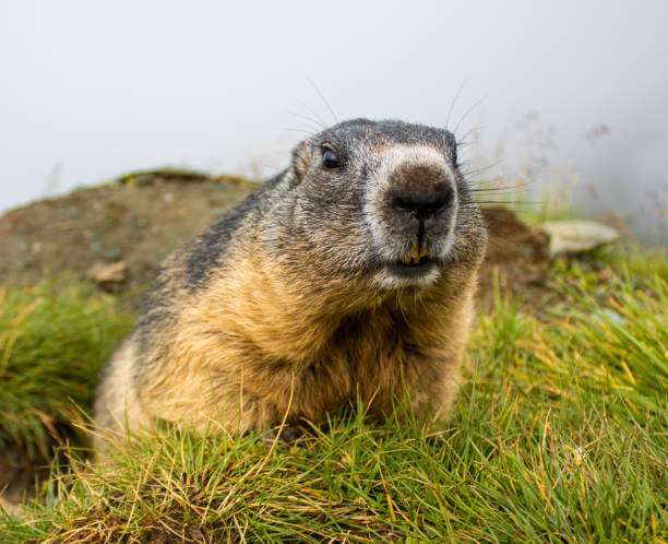 istock Cute wild Groundhog looking at the camera with his teeth bared 1495419102