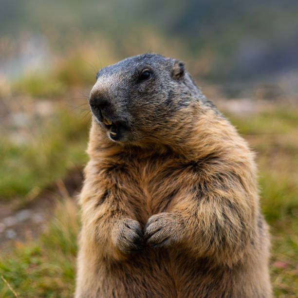 istock Cute wild Groundhog, standing on his hind legs with his mouth open 1495419116