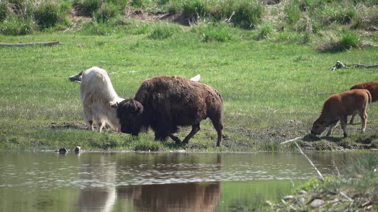 Bison grazing next to a pond moving in slow motion