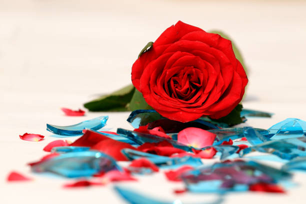 Beautiful rose on broken glass isolated on white background. Beautiful red rose on broken mirror for concept of a broken relationship or marriage, divorce, or valentines day concept table top view on white background. domestic violence india stock pictures, royalty-free photos & images