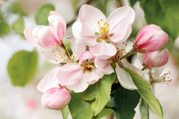 istock Bouquet of soft pink apple blossoms, in spring garden 1495420568