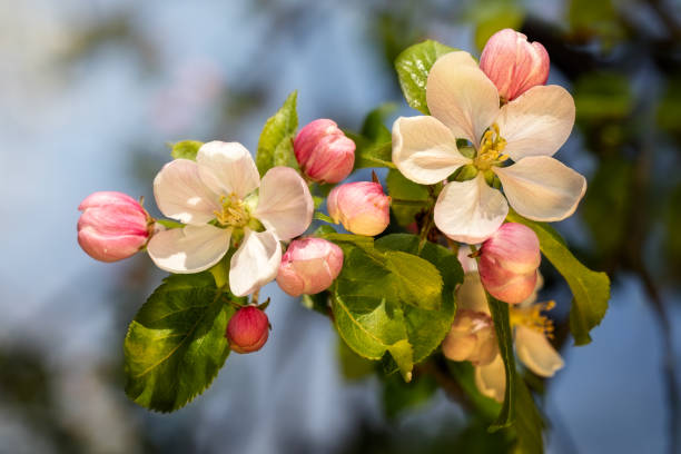 Bright white and pink apple blossoms on a dark blue foliage background stock photo