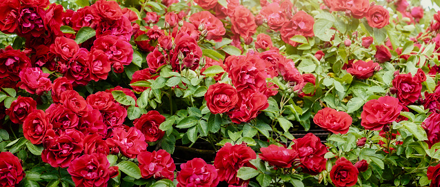 Herbaceous Border of Bright Red Roses in a Country Cottage Garden at Lithuania.