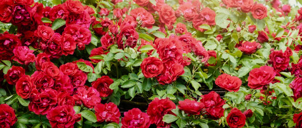 Blurred abstract background. Beautiful rambling Rose (Rosa) stock photo