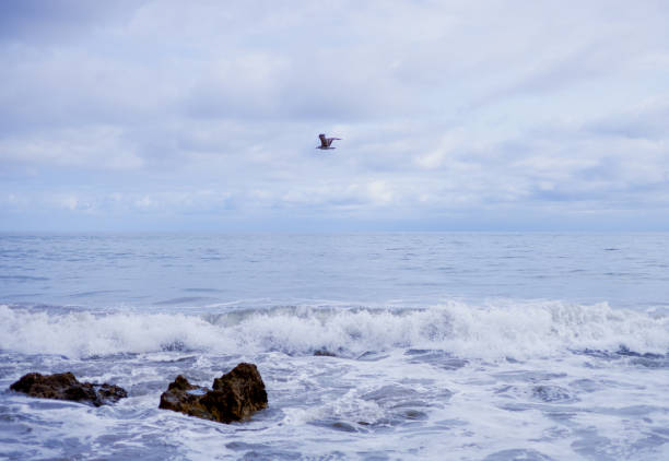 istock Bird Flying Over the Ocean in Malibu 1495420801