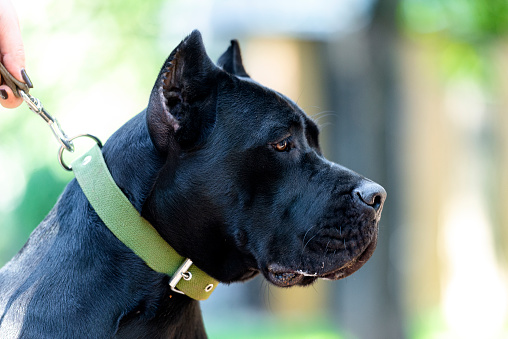 Photo of Cane Corso dog in profile