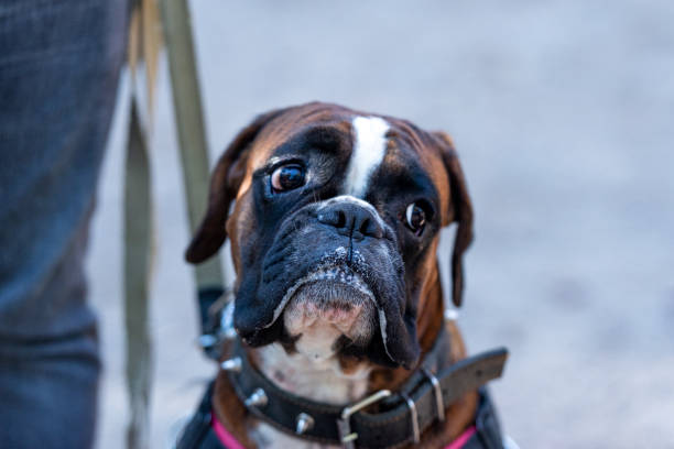 istock Portrait of Boxer 1495422145