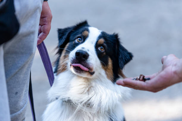 istock Portret of  Border Collie 1495422147