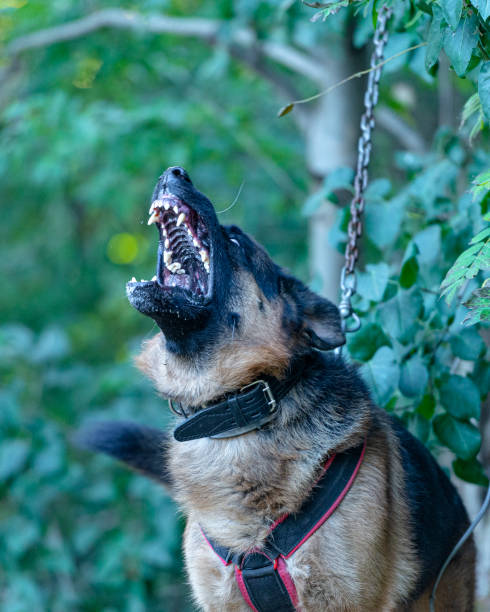 istock Shepherd dog portrait 1495422198