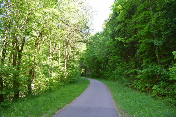 istock Bike Road in the forest 1495422312